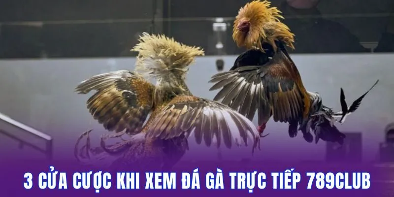 3 cửa cược khi theo dõi trực tiếp đá gà