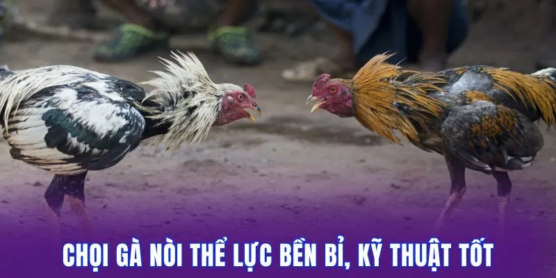 Chọi gà nòi thể lực bền bỉ, kỹ thuật tốt